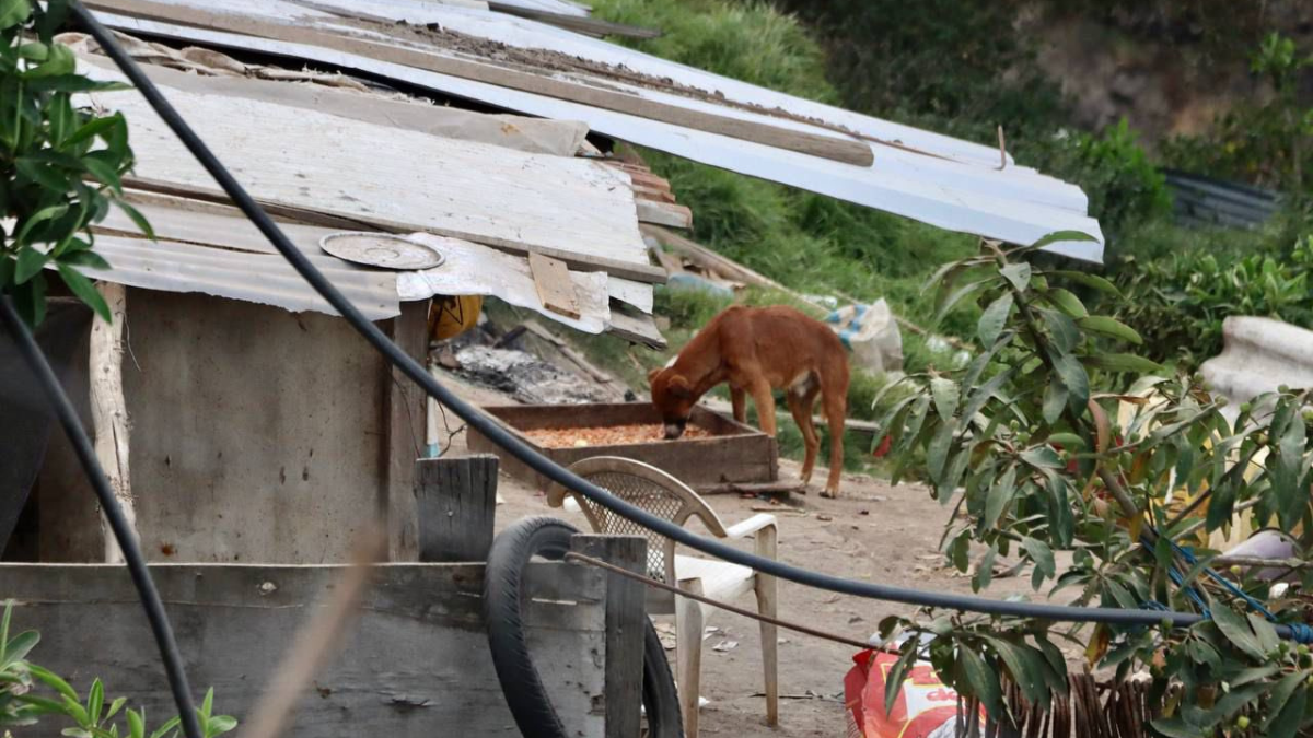 Algunos perros corrieron hasta el filo de una quebrada, en el norte de Quito, por lo que los rescatistas no pudieron llevárselos.