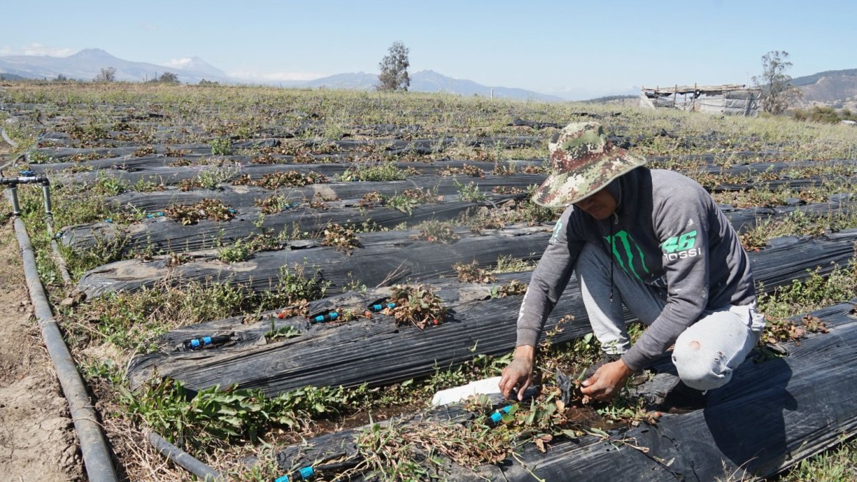 En una hectárea de cultivo de frutilla se perdió el 90% de la producción. Un trabajador remacha las mangueras para que se riegue agua.