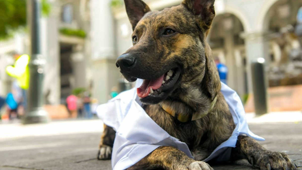 Zeus era un perrito callejero que llegó hasta el Municipio de Guayaquil.