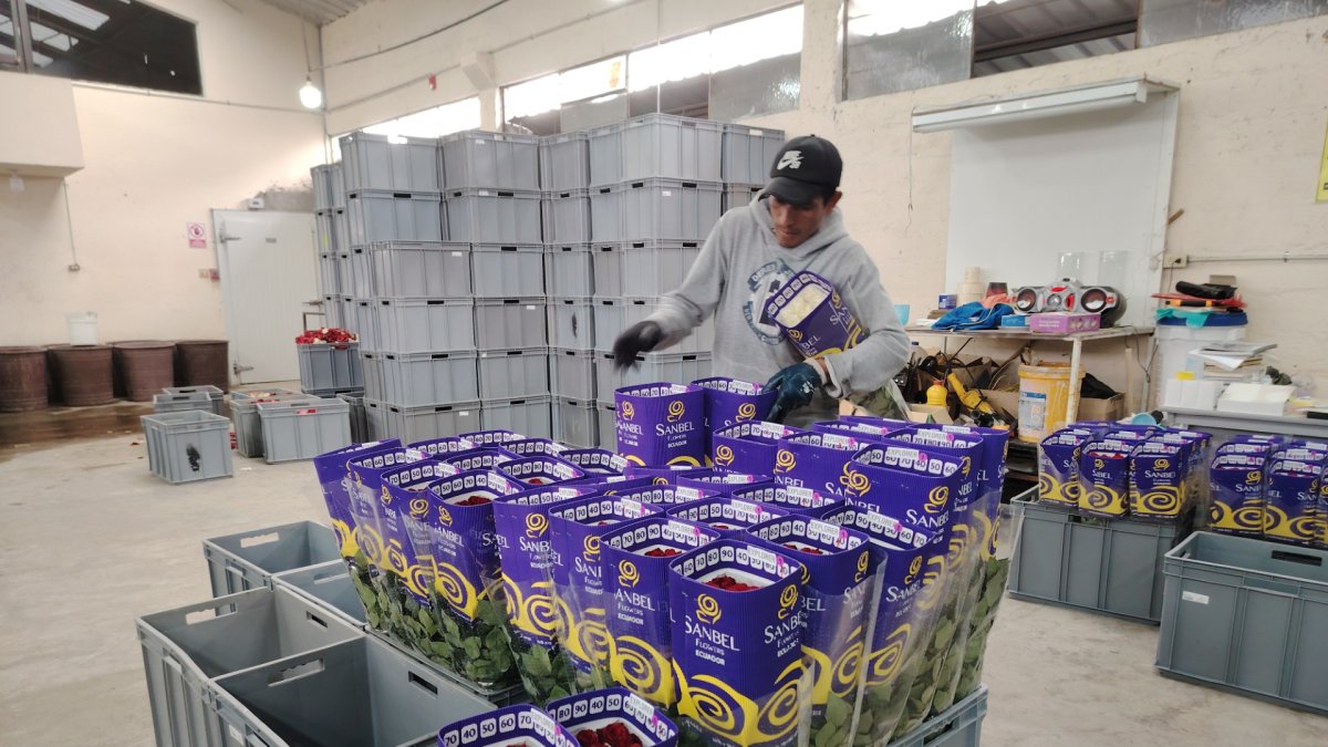Los trabajadores de la finca Sanbel empacan las flores para su comercialización.