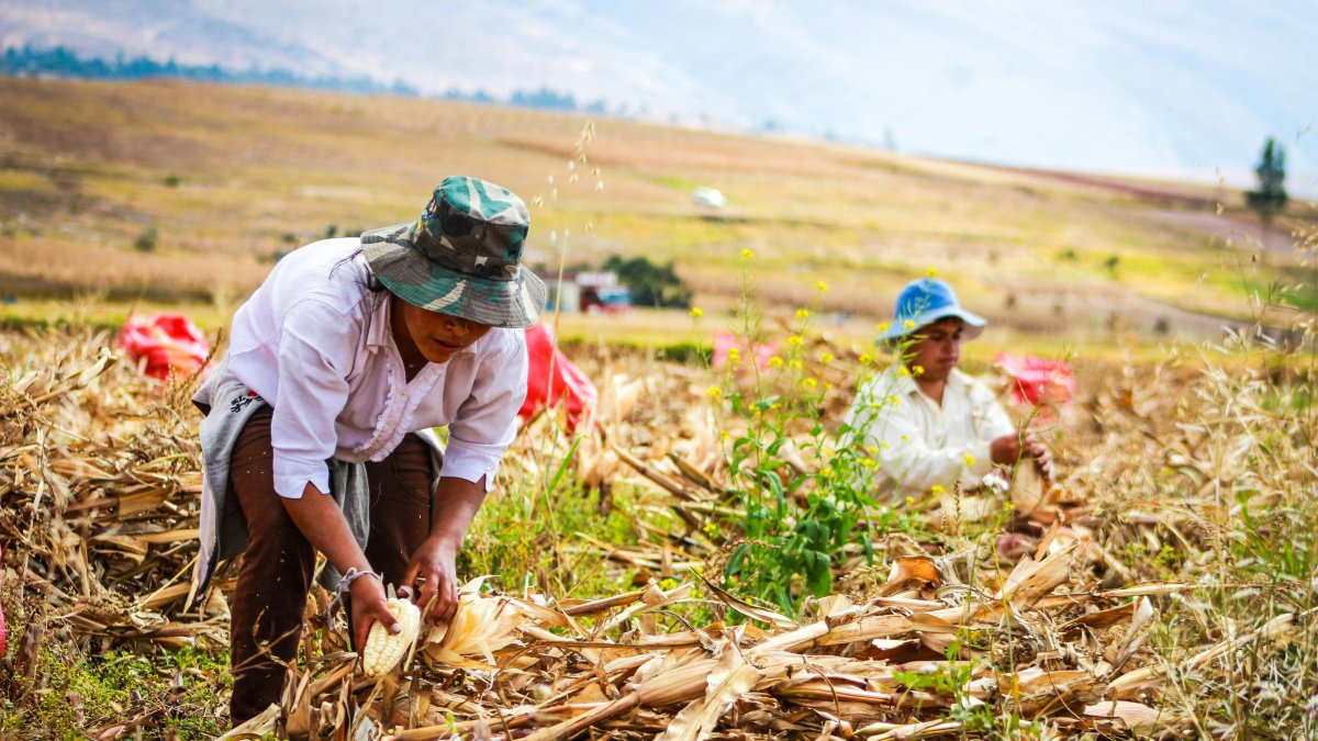 Trabajo. Unos agricultores laboran en la cosecha del maíz.
