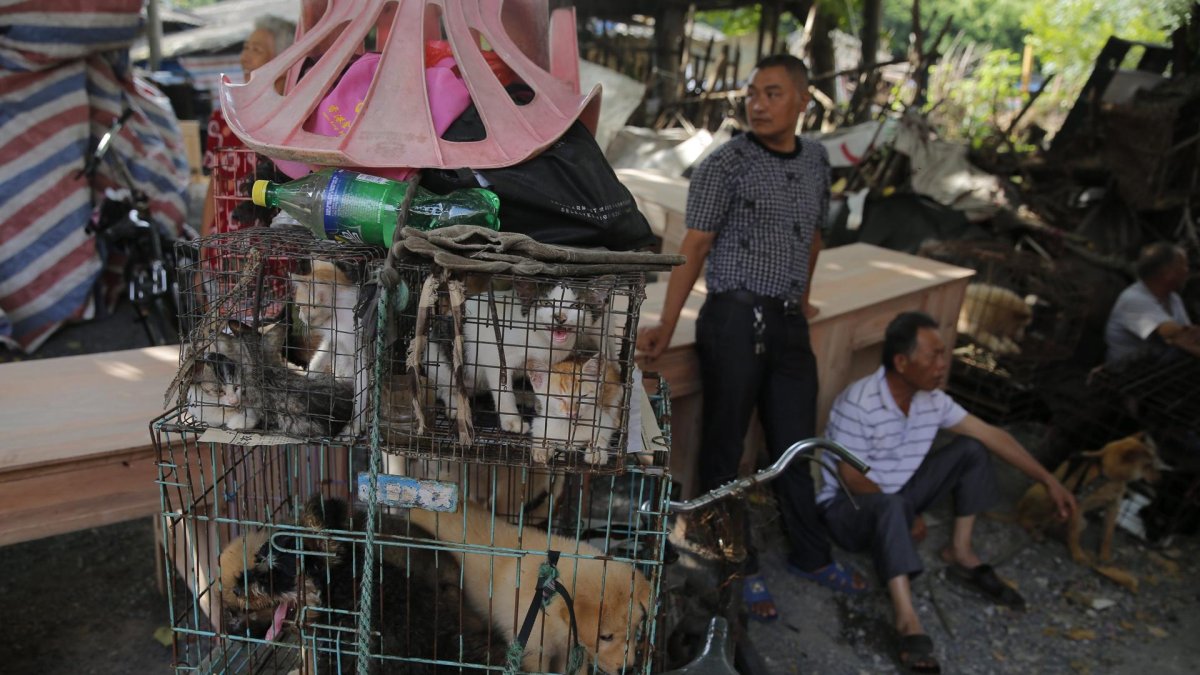 Unos vendedores junto a varios perros y gatos metidos en jaulas en un mercado chino, en una imagen de archivo.