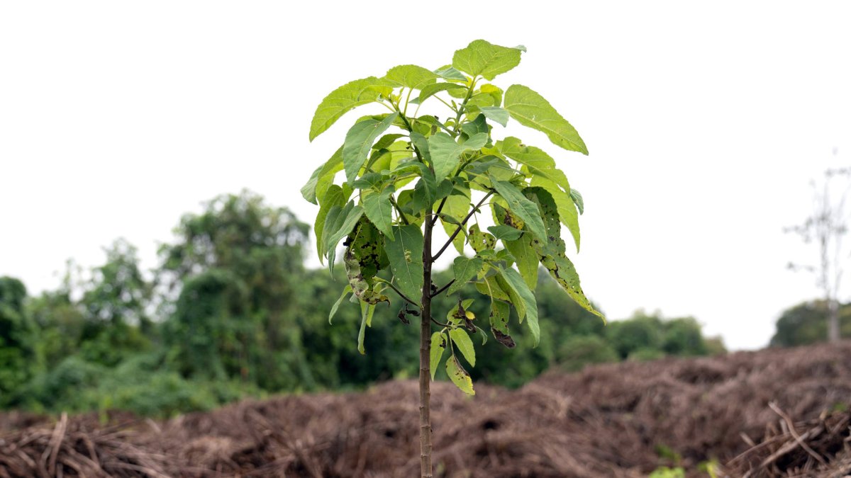 Un árbol de scalesia, en la isla Isabela, en Galápagos (Ecuador).