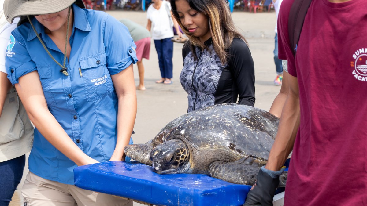 Playas. Integrantes y voluntarios de la fundación EcoData trasladan una tortuga marina rescatada.