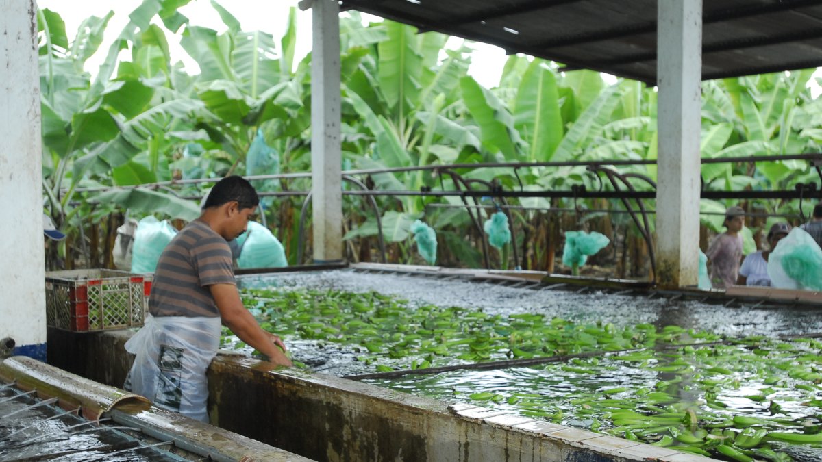 El 65 % de cultivos de El Oro se abastece por agua de canales. 