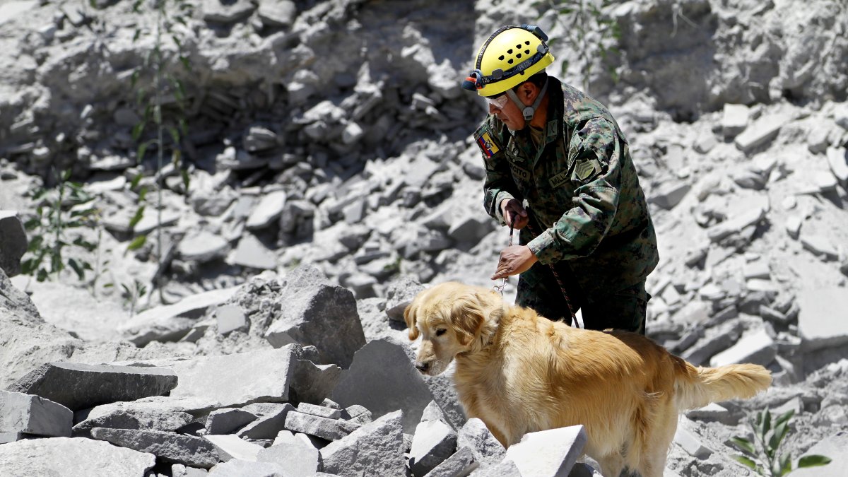 A través de un ejercicio práctico, pusieron a prueba los conocimientos adquiridos por los canes.