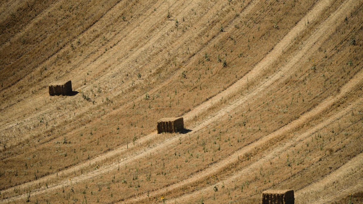 Bloques de paca de paja aparecen en una finca búlgara de trigo.