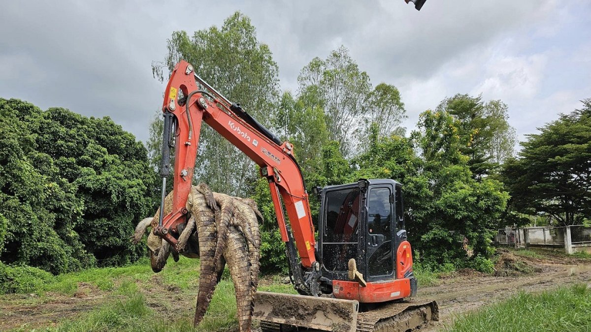 Un criadero de cocodrilos confirmó este martes que ha tenido que sacrificar a 125 de estos reptiles ante el temor de que se escaparan después de que las inundaciones erosionaron un muro del recinto.
