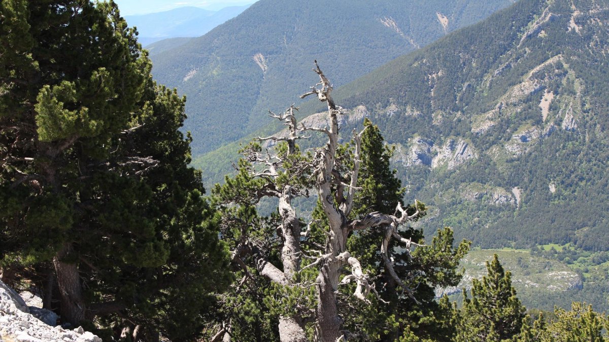 Un ejemplar de 400 años de pino negro en los Pirineos muestra las consecuencias de las elevadas temperaturas.