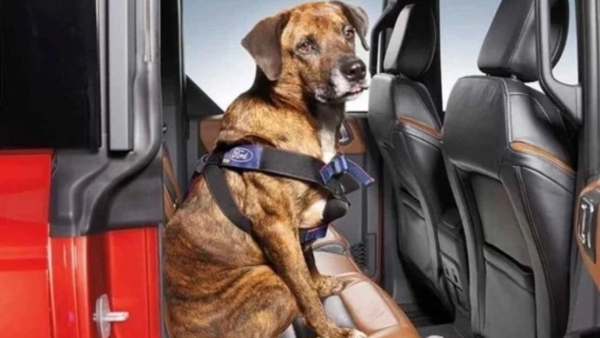 Así estarían protegidos con los nuevos modelos de arnés patentados.