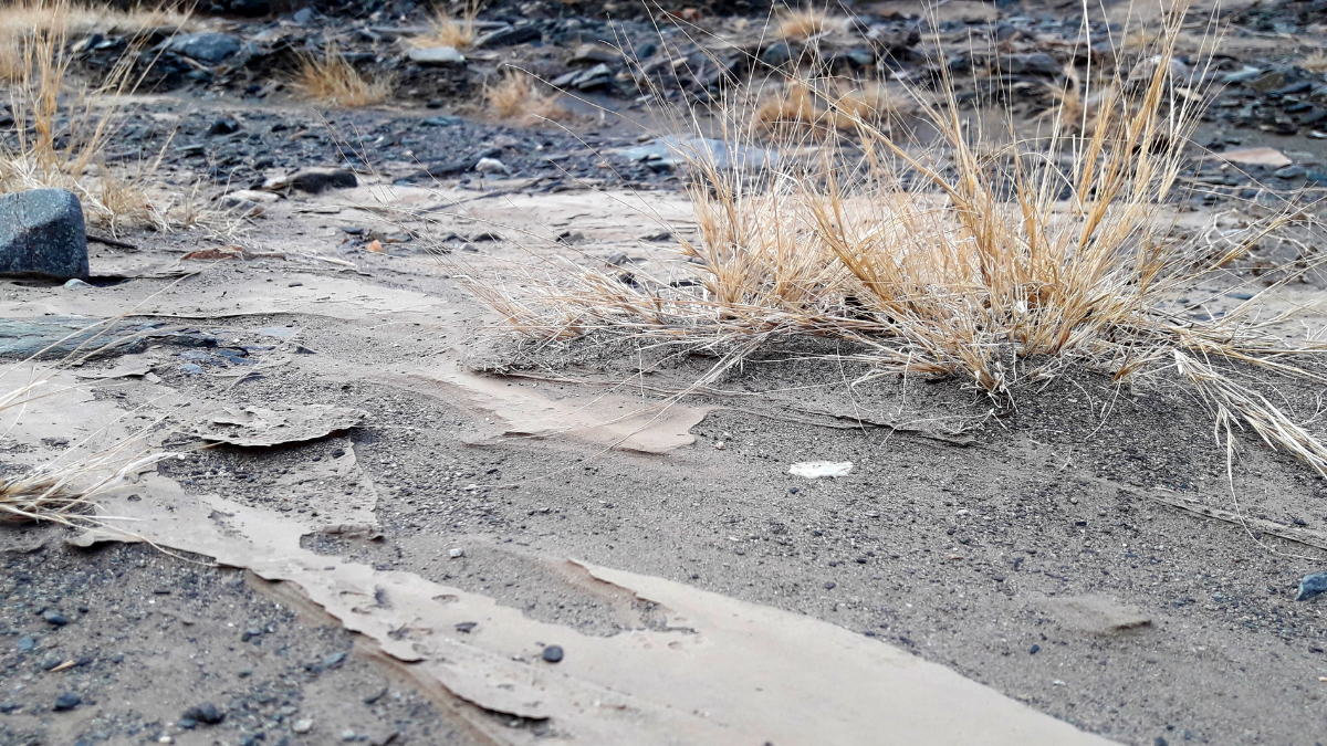 La falta de lluvias, es decir la severa sequía que afronta el país, ha mermado la reserva de agua de los sembríos de las fincas.