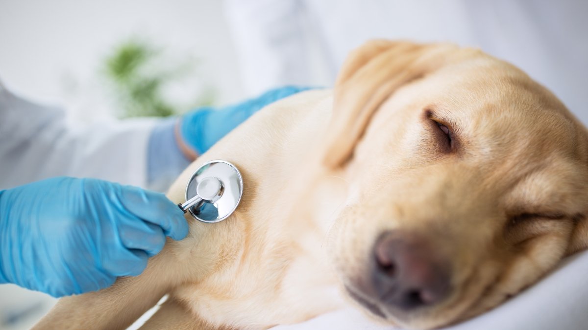 El humo afecta a tus mascotas, conoce cómo cuidarlas ante estas situaciones.
