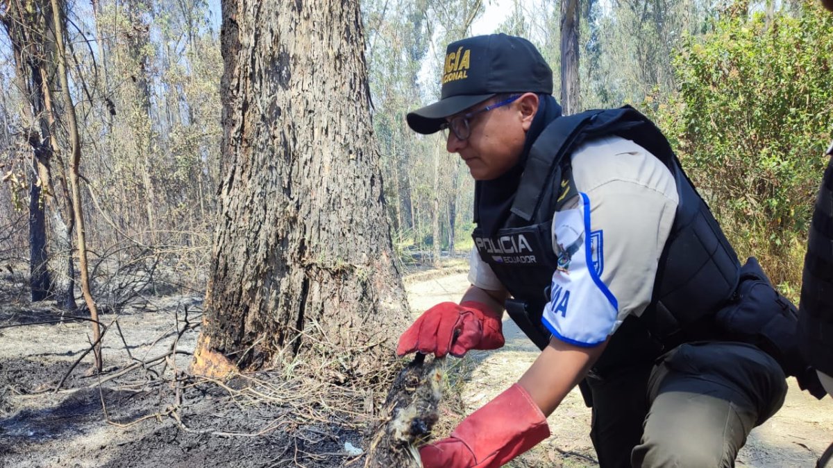 Un policía recoge el cadaver de un animal silvestre calcinado por el fuego en el bosque