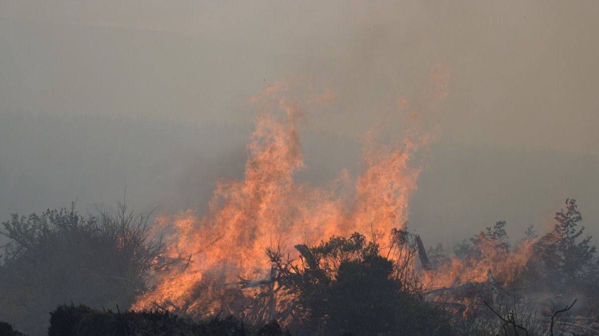 Las llamas avanzan destruyendo todo a su paso. Ayer afectó al bosque de pinos en las faldas del volcán Cotopaxi.