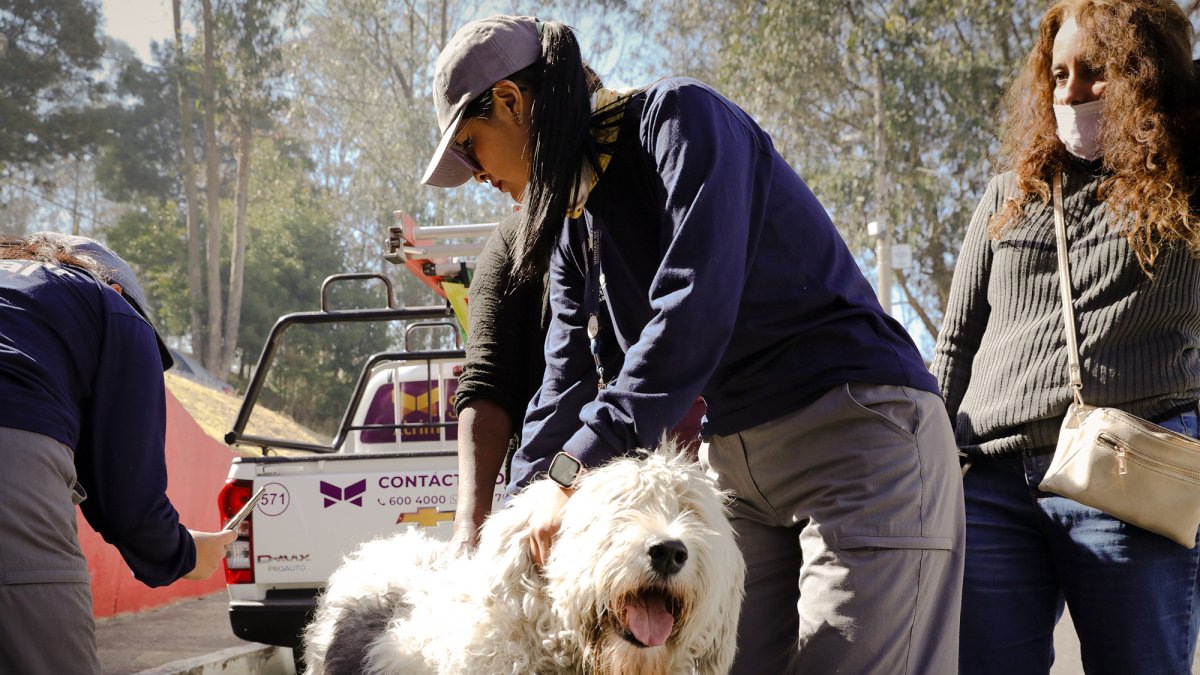 En total, la UBA atendió a 58 mascotas en las zonas afectadas por el fuego.