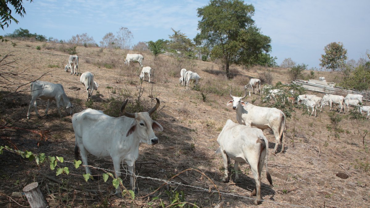 Finca. En una hacienda de la región Costa se observa la falta de pasto y lo flaco que está el ganado por la falta de alimentación.