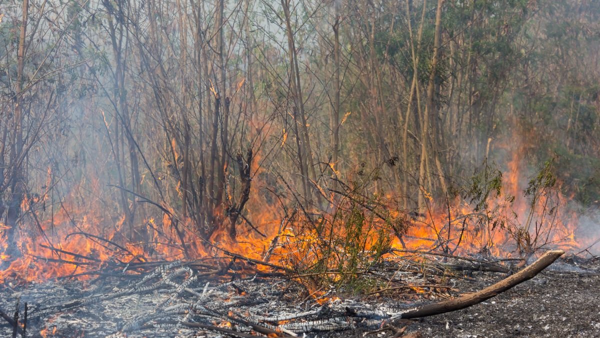 Incendios suelen ser provocados por personas denominadas pirómanas