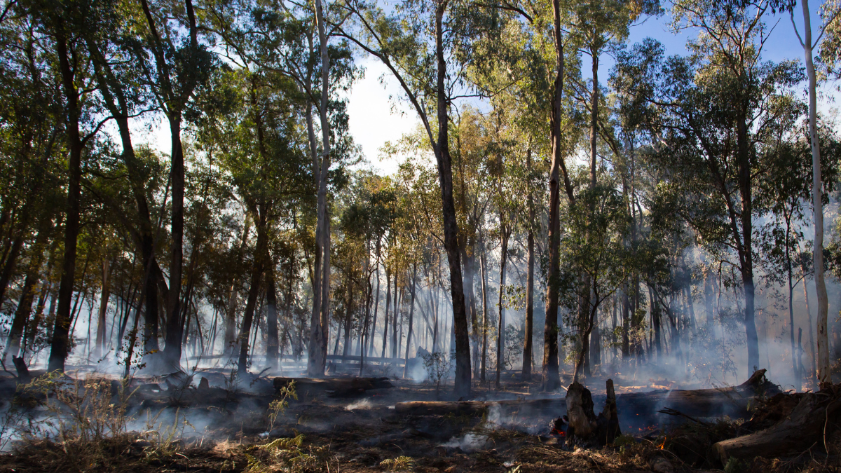Referencial. Incendio forestal controlado.