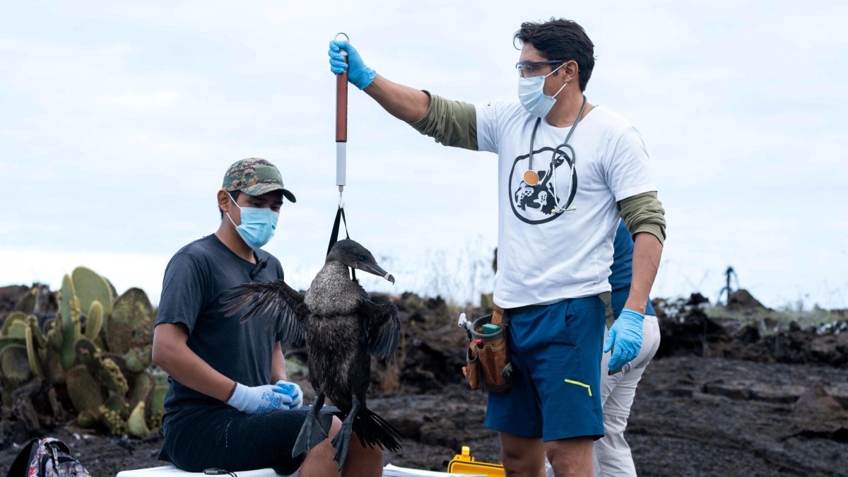 Dos científicos examinando un ave en las Islas Galápagos (Ecuador).