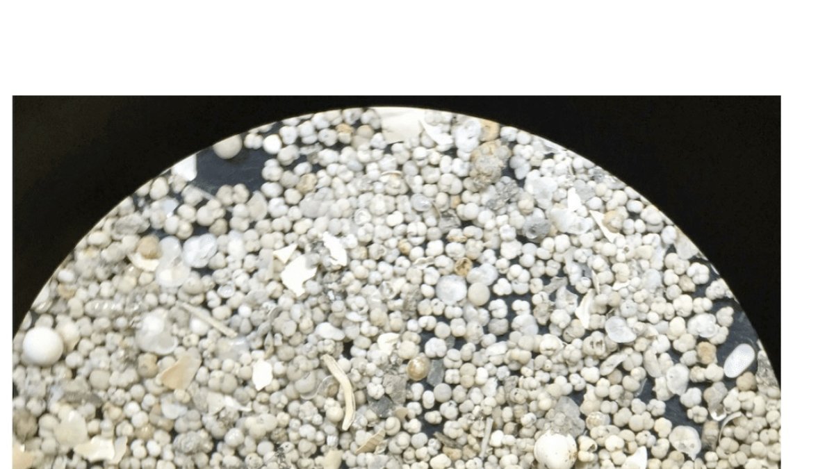 Imagen microscópica con zoom de sedimentos marinos tropicales lavados que muestra un gran número de caparazones individuales de foraminíferos.