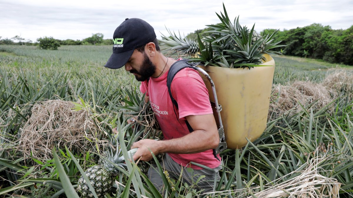 En el 2023, el país registró ingresos cercanos a los 64 millones de dólares.