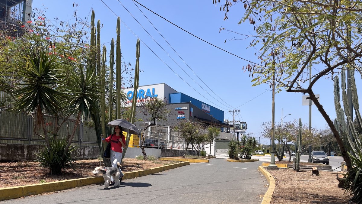 Especies. La especie euphobiasea, que hay en Guayaquil, que se caracteriza por un verde pálido, no es cactus; es una especie introducida que se ve en varias partes de Los Ceibos.