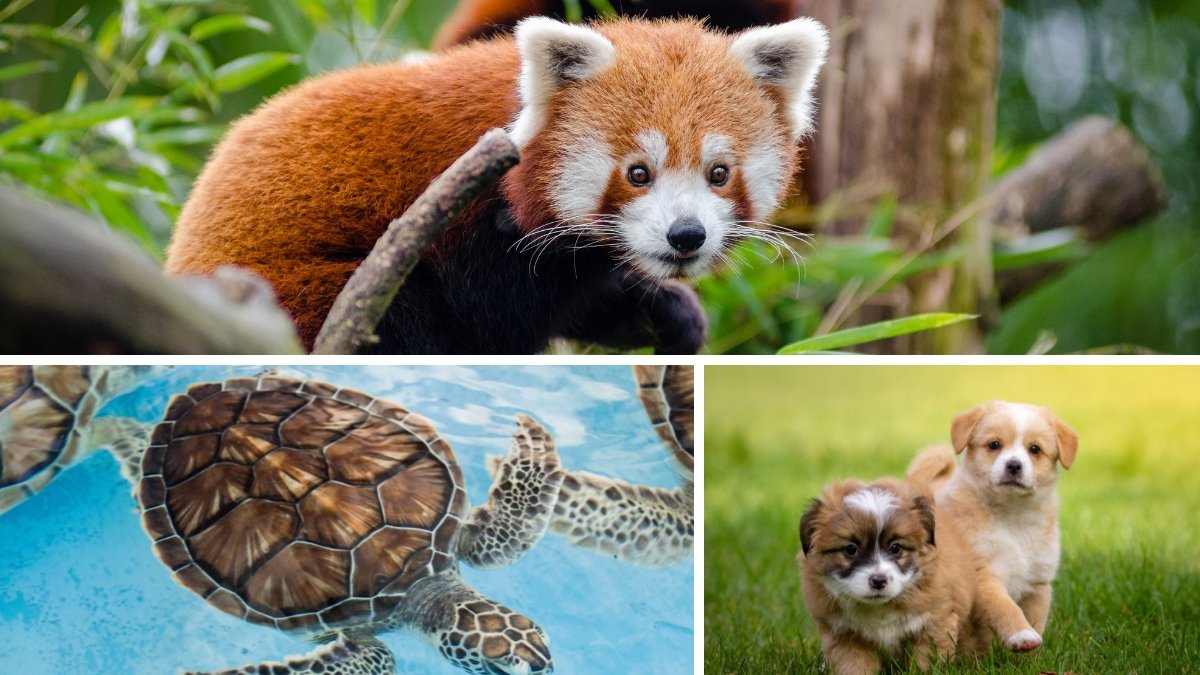 El 4 de octubre se celebra el Día Mundial de los Animales.