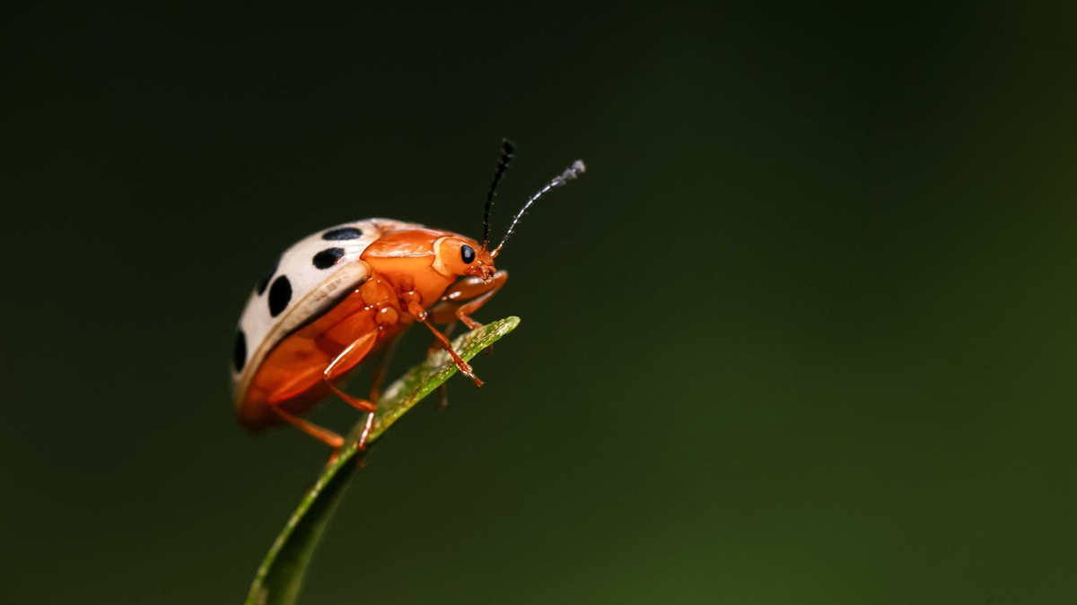 Una muestra una mariquita de la especie coccinellidae)