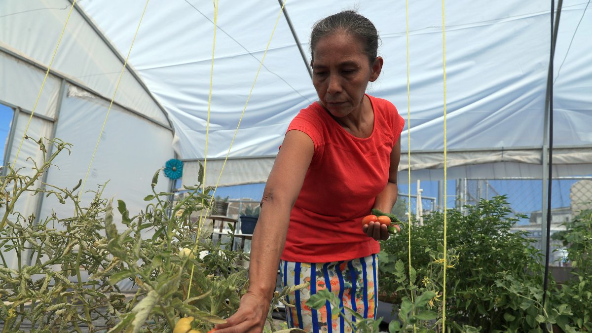 La guatemalteca Gloria Gómez cultiva hortalizas en un vivero del albergue 'El Buen Samaritano', en Ciudad Juárez (México). 