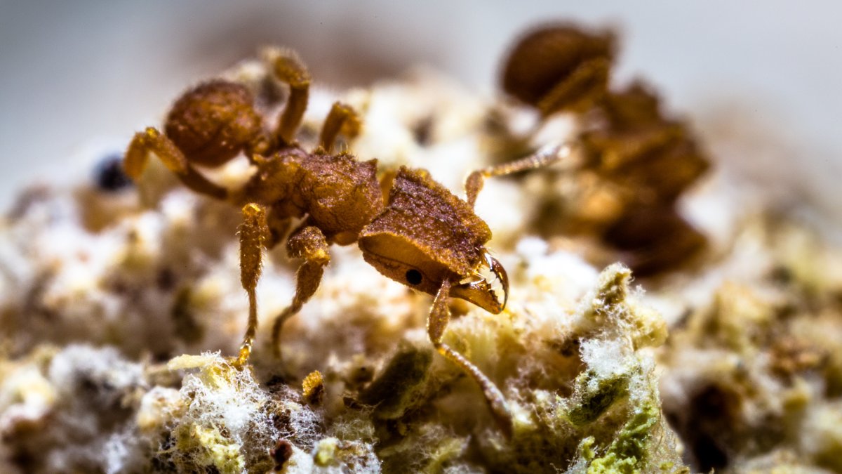  Cerca de 250 especies diferentes de hormigas de América y el Caribe cultivan hongos.