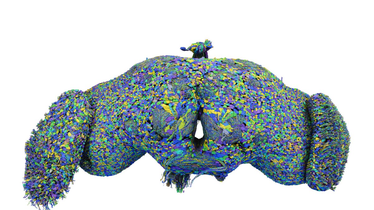 - Imagen del conectoma completo de la mosca de la fruta. El cerebro es una red de neuronas interconectadas.