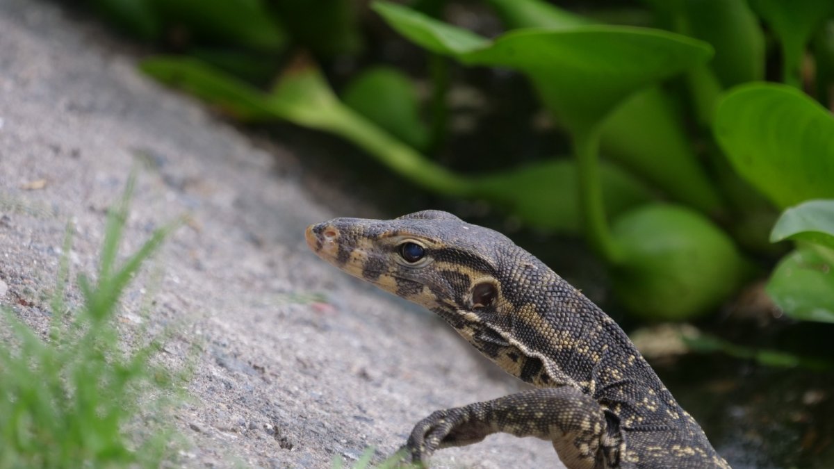 Investigadores españoles han comprobado el proceso de colonización urbana del varano acuático o 