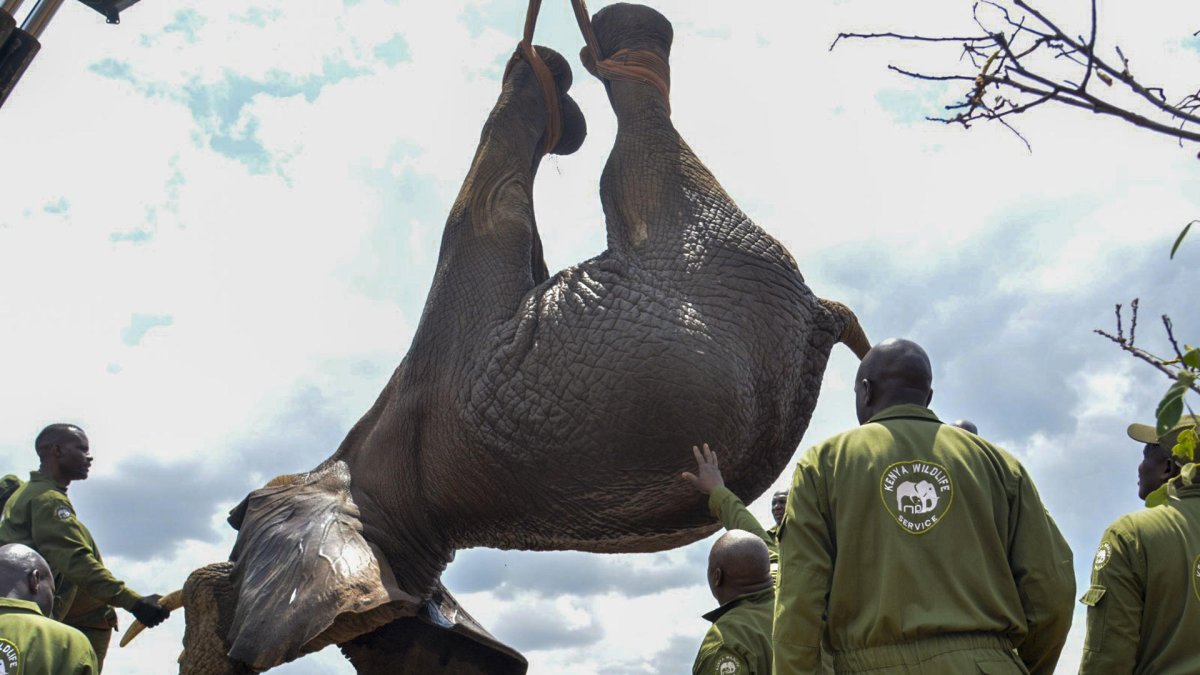 El Servicio de Vida Silvestre de Kenia inició el traslado de 50 elefantes desde la Reserva Nacional de Mwea al Parque nacional de Aberdare, ambos situados en el centro del país.