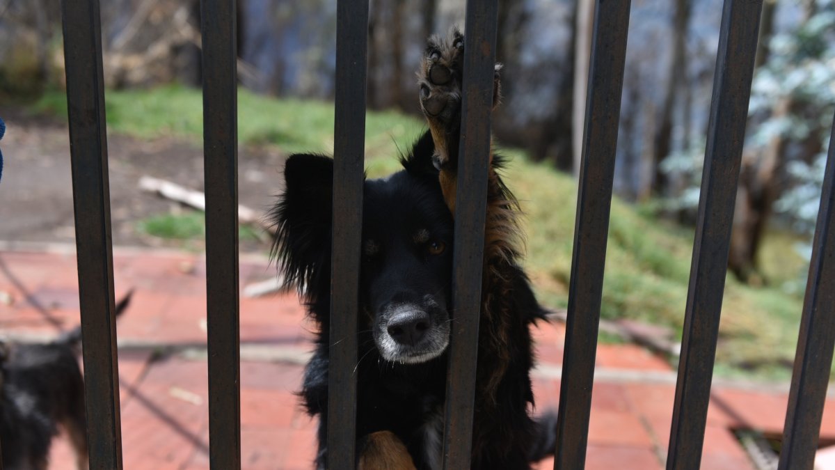 El día del incendio, los perros de la Fundación Ángeles en cuatro patas fueron trasladados a una Casa Somos. Ahí estuvieron a salvo.