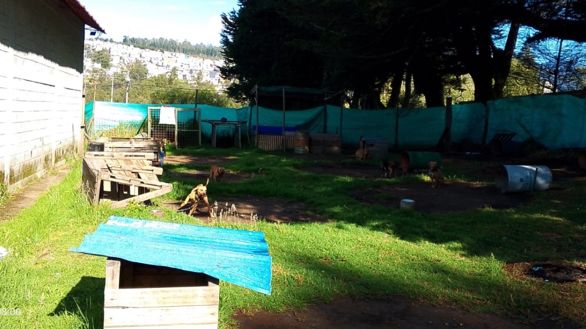 Los perros estaban encadenados y enjaulados.