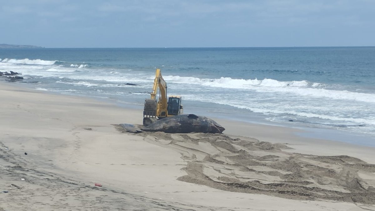 El cetaceo fue enterrado en la playa.
