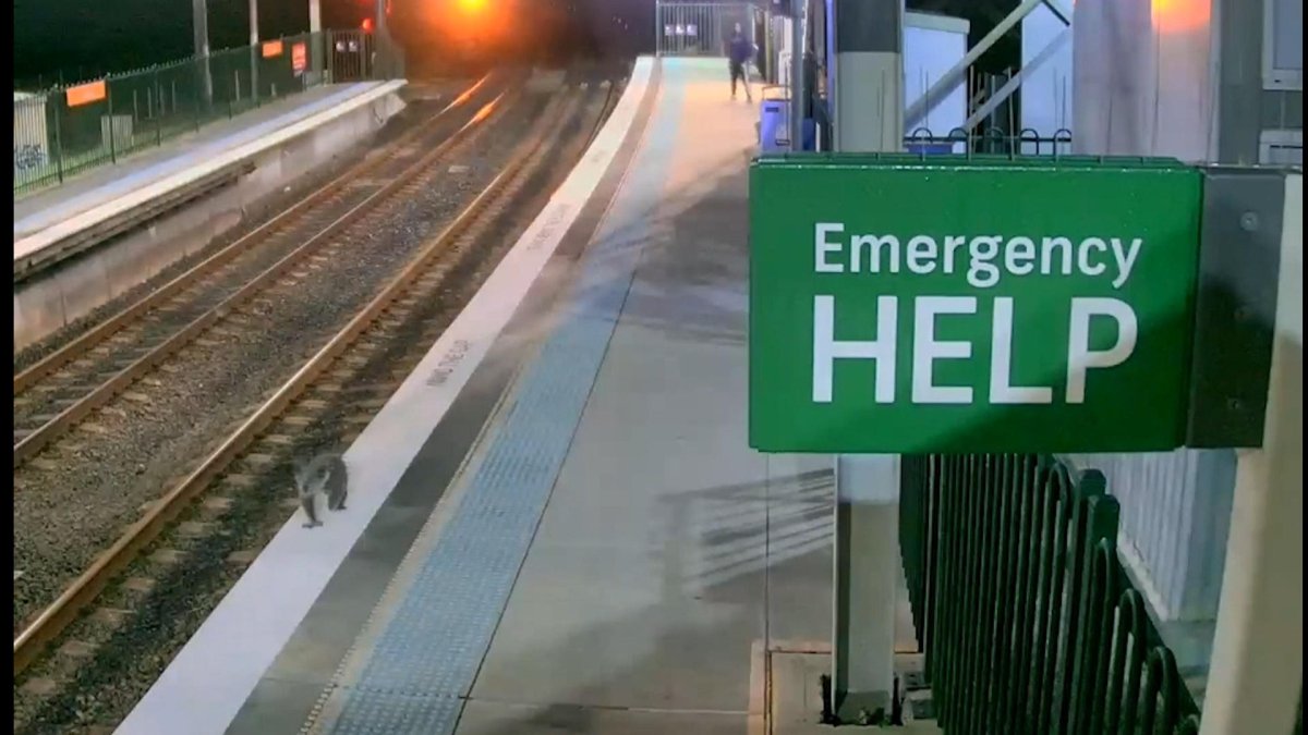 Captura de pantalla del vídeo de un intrépido koala que se coló en una estación de tren de Sídney.