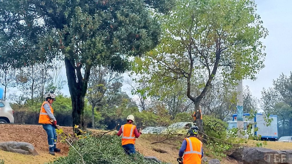 Trabajadores de la Epmmop realizarán la remoción de los árboles en San Carlos, norte de Quito.