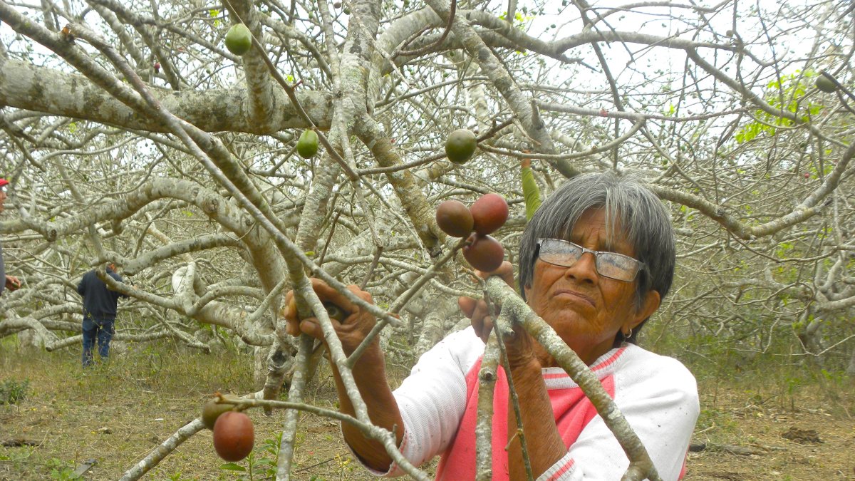 La septuagenaria María Rivera, en la cosecha de ciruelas en  la comuna Juntas del Pacífico.