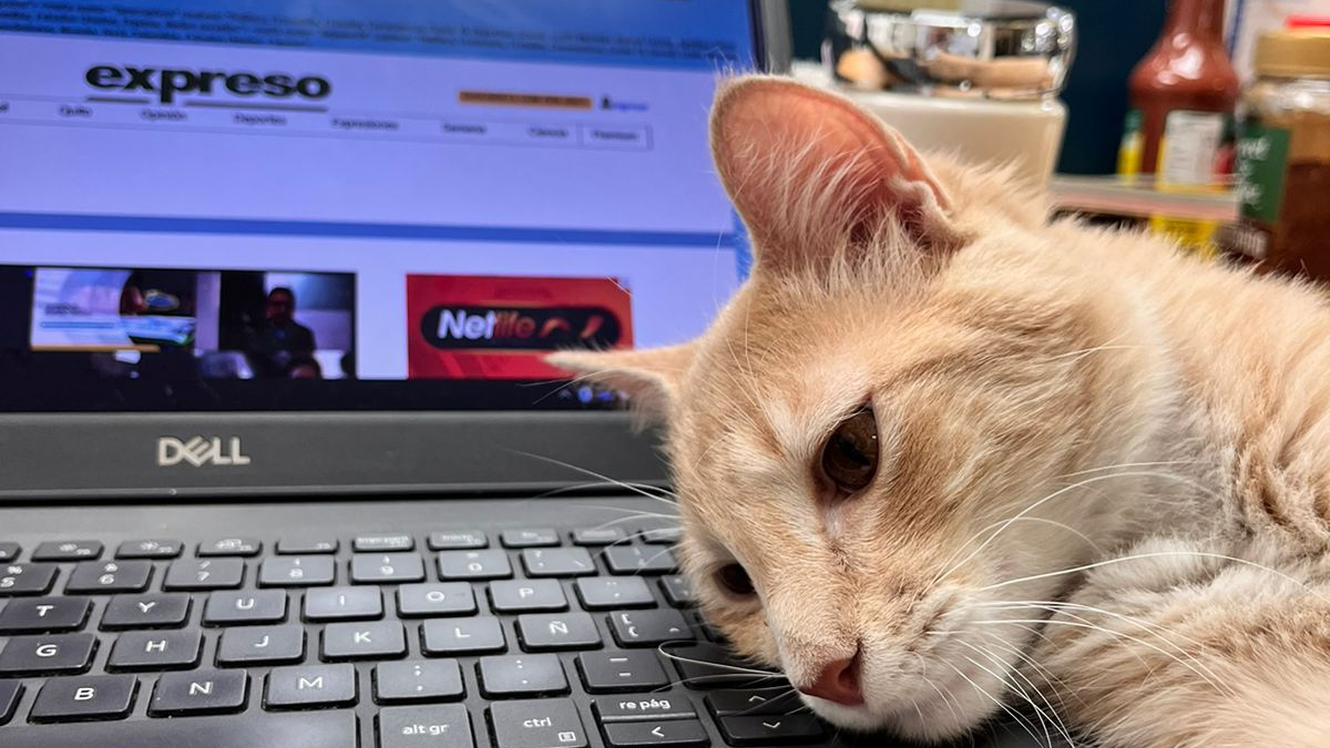 La 'gatoterapia' puede ayudar a tu salud mental. El de la foto es Latte, uno de los gatos de la redacción de EXPRESO.