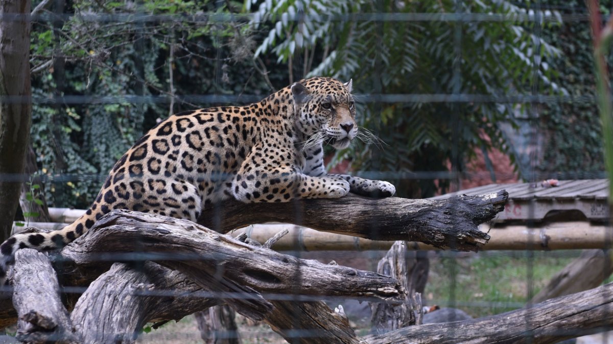 En el zoológico están animales que han sido víctimas del comercio ilegal de vida silvestre o de intentos de caza.