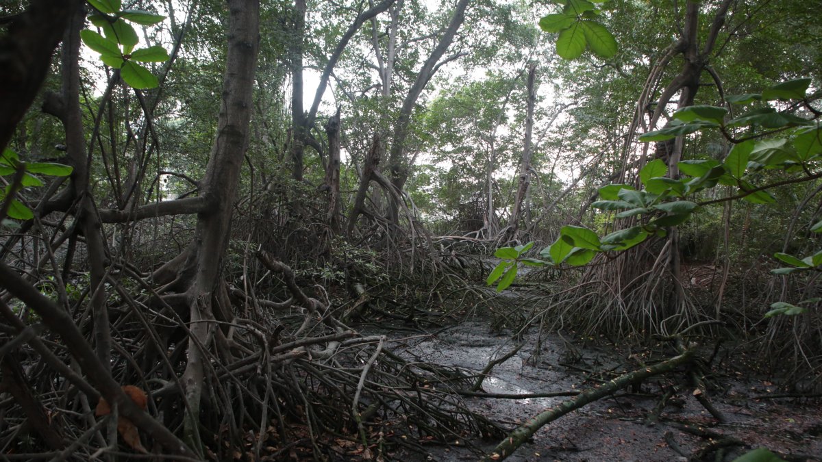 Los manglares son los protectores de la ciudad en diferentes aspectos. Colindan con las zonas urbanas.