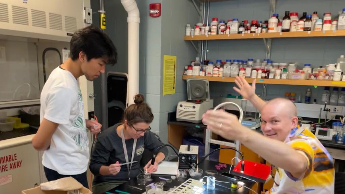 Un equipo de investigadores ha desvelado la sorprendente capacidad de supervivencia de unos organismos planctónicos gelatinosos, conocidos como medusas peine. 