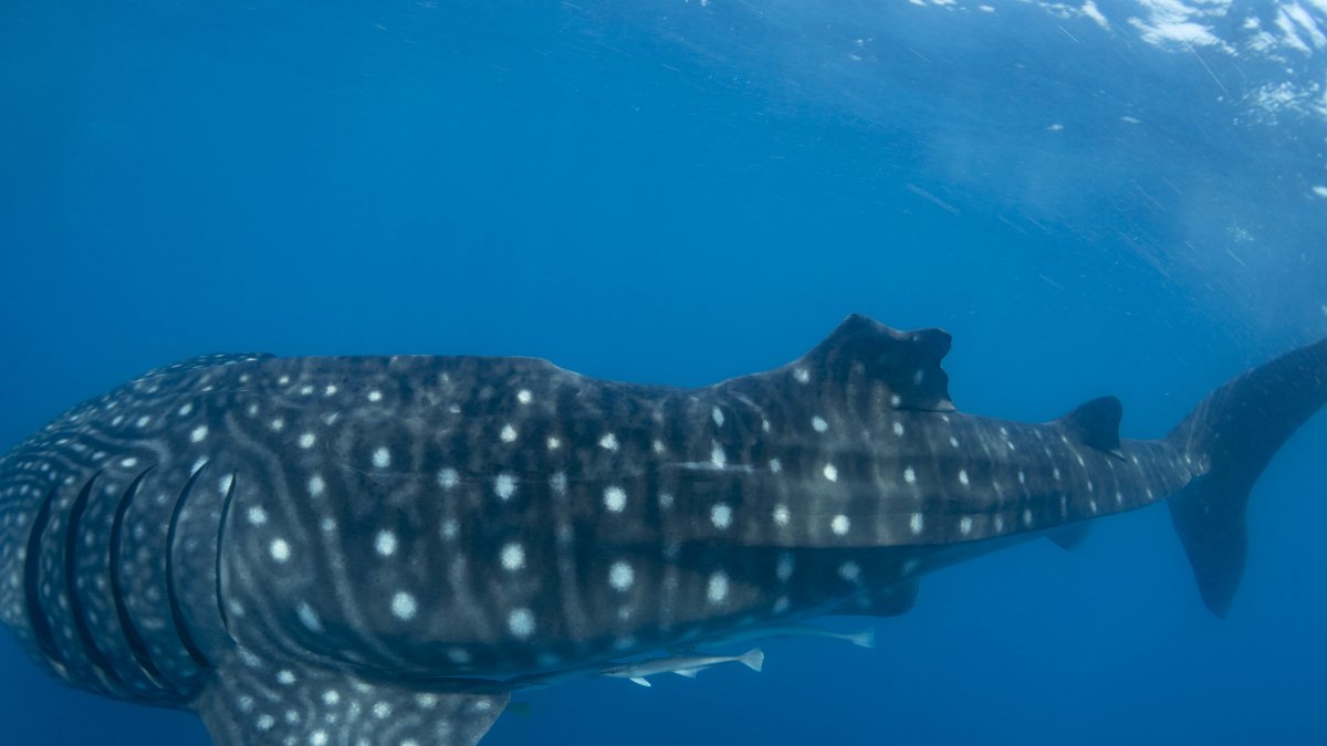 Tiburón ballena con lesión en la aleta dorsal, probablemente causada por la colisión con una embarcación. 
