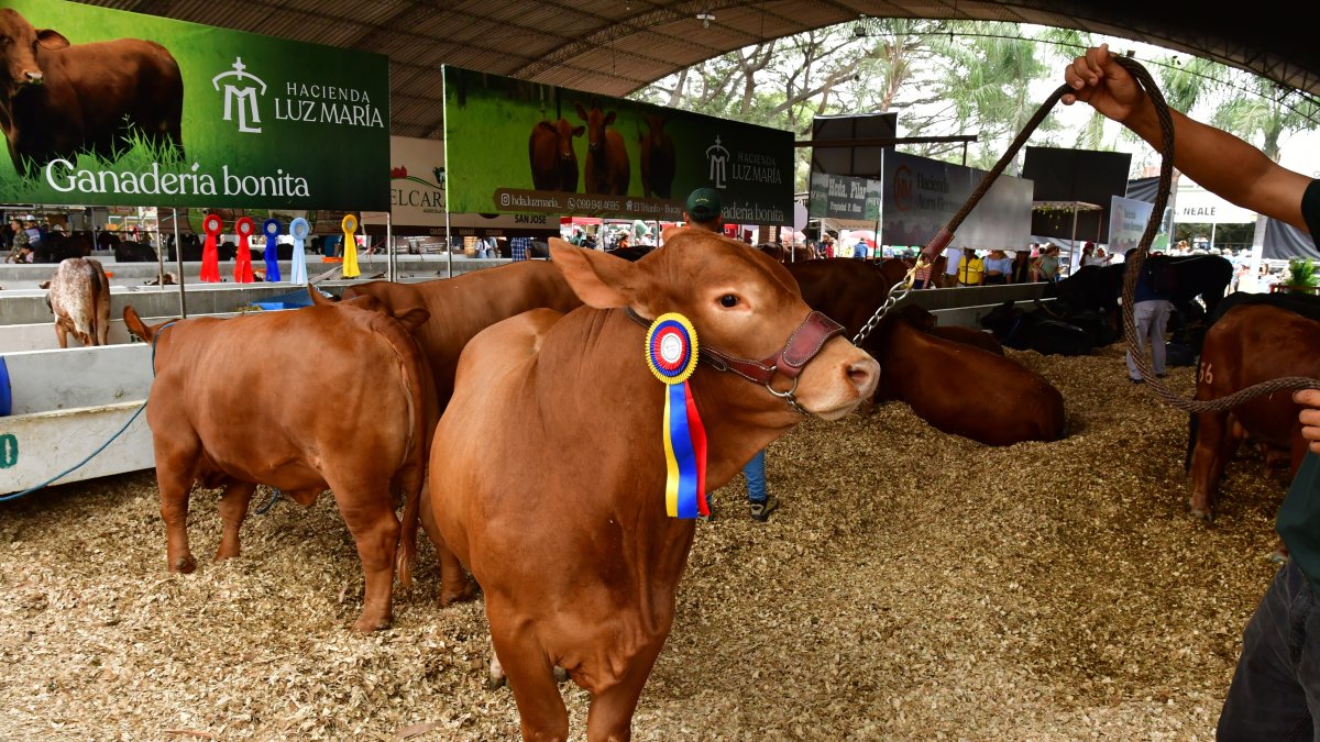 Mister Francesco tiene dos años de edad y ya llevó una medalla a la hacienda Luz María, como toro Gran Campeón Reservado.