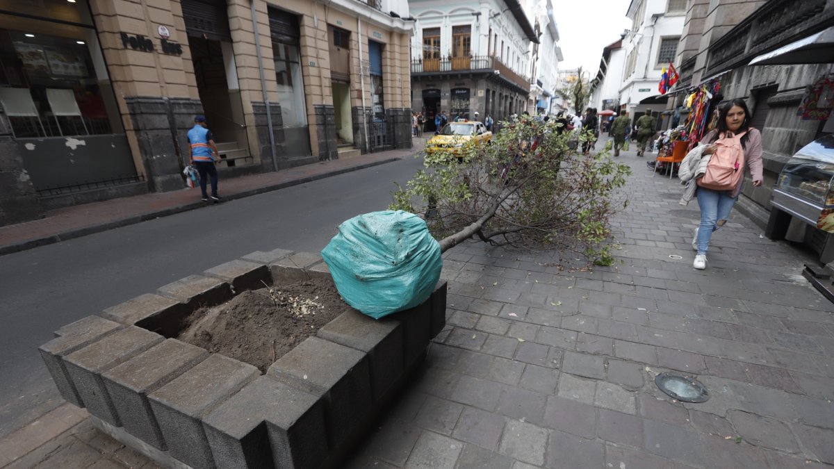 El lunes se retiró árboles más pequeños como arrayanes y eugenias.