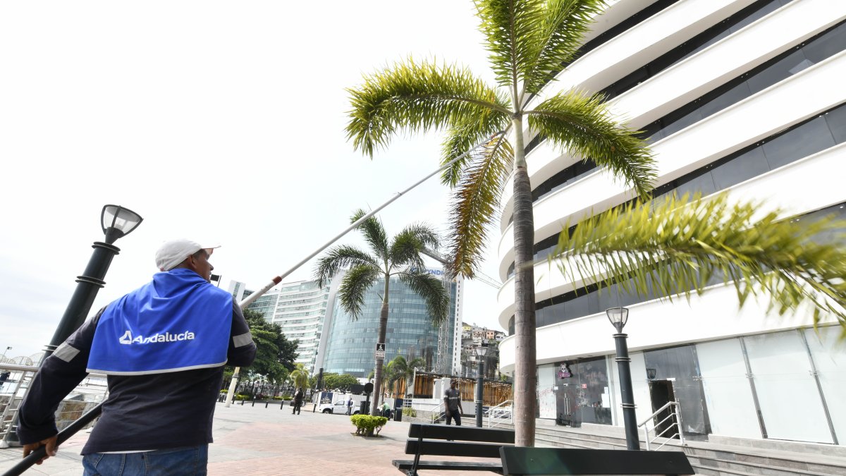 Las autoridades le están dando mantenimiento a las áreas verdes