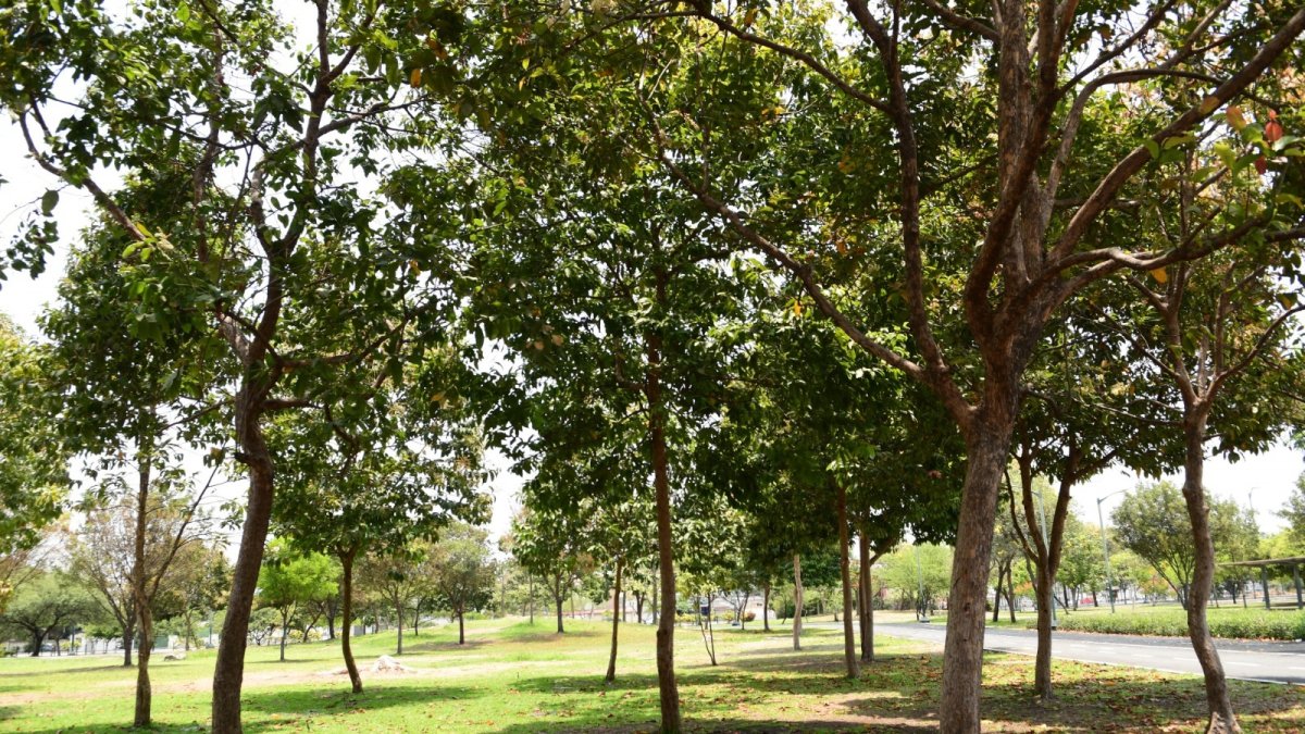 El nuevo proyecto se realizará en el parque Samanes.