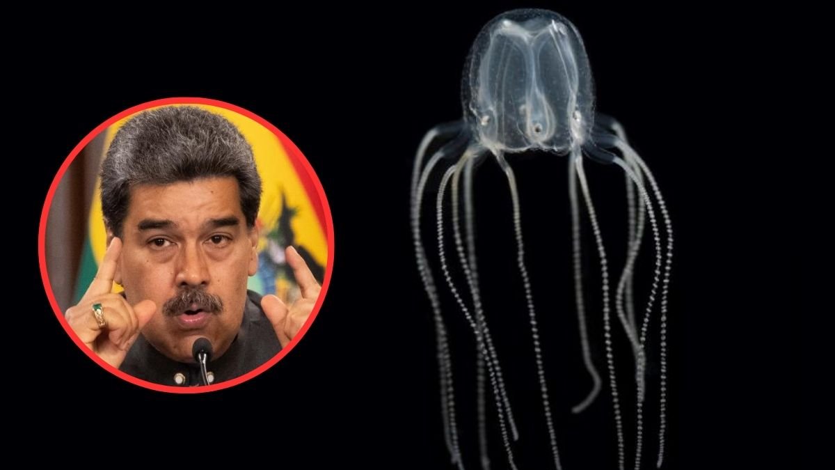 Venezuela vendió más de 156 toneladas de medusa a Corea del Sur.