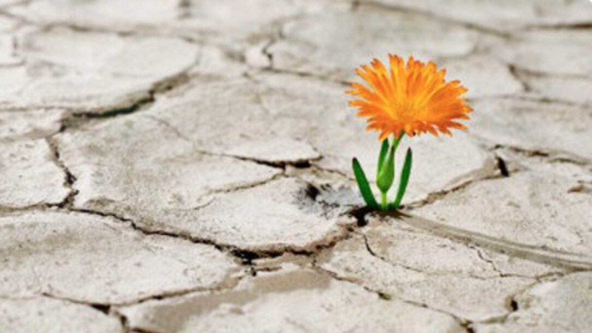 Foto referencial. En crisis también se puede florecer.